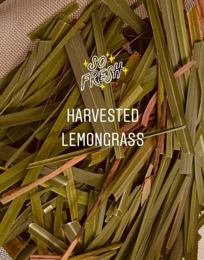 lemongrass epsom bath salts_kanacreations